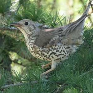 Mistle Thrush