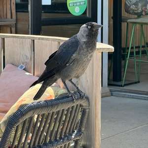 Eurasian Jackdaw