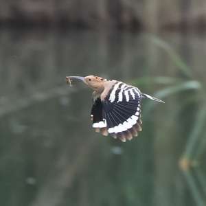 Eurasian Hoopoe