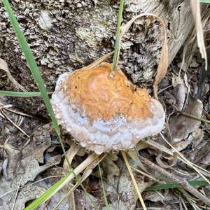 Red-belted Polypore