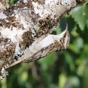 Eurasian Treecreeper