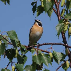 Whinchat