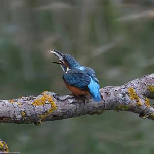 Common Kingfisher