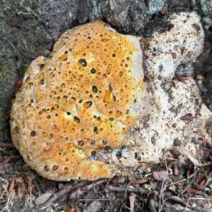 Tropfender Eichen-Schillerporling