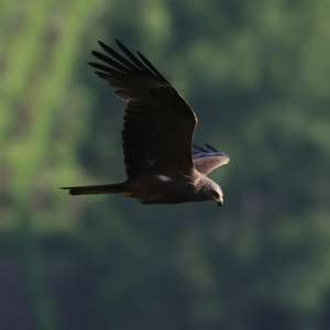 Black Kite