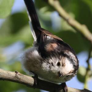 Long-tailed Tit