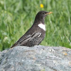 Ring Ouzel