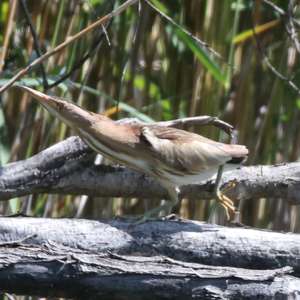 Little Bittern