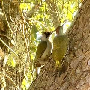 Eurasian Green Woodpecker