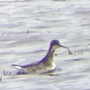 Red-necked Phalarope