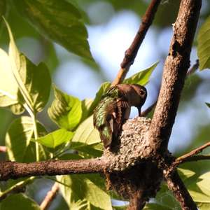 Ruby-throated Hummingbird