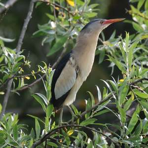 Little Bittern