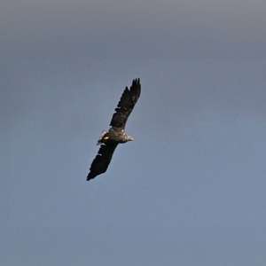 White-tailed Eagle