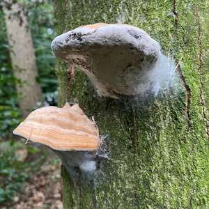 Unknown Species