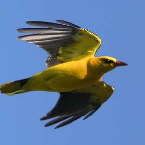 Eurasian Golden Oriole