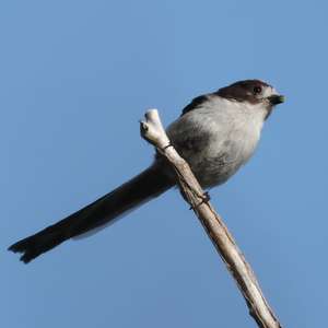 Long-tailed Tit