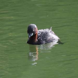 Little Grebe