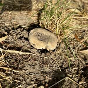 Spring Agaric