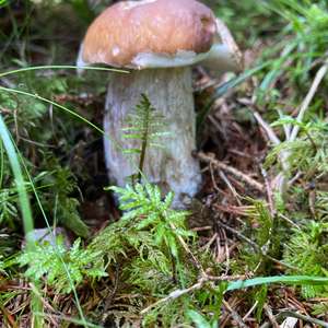 King Bolete