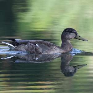Stockente