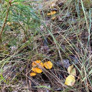 Chanterelle, Common