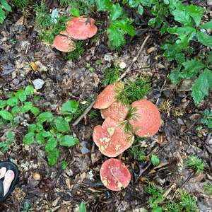 Unknown Species