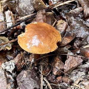 Waldfreundrübling