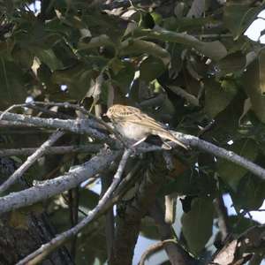 Tree Pipit