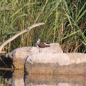 Waldwasserläufer