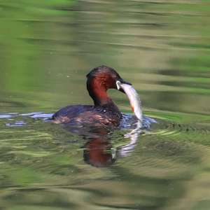 Little Grebe