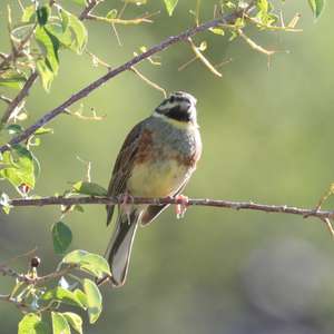 Cirl Bunting