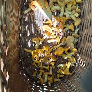 Chanterelle, Common