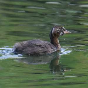 Little Grebe