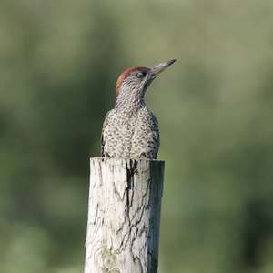 Eurasian Green Woodpecker