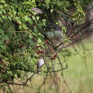Spotted Flycatcher