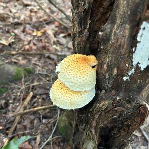 Destructive Pholiota