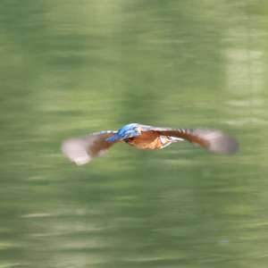Eisvogel