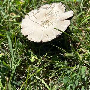 Meadow Agaric