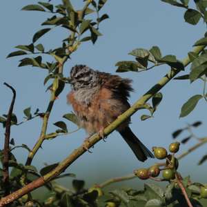 Rock Bunting