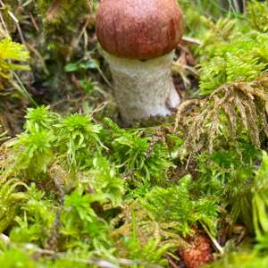 Red-capped Scaber Stalk