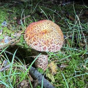 Unknown Species