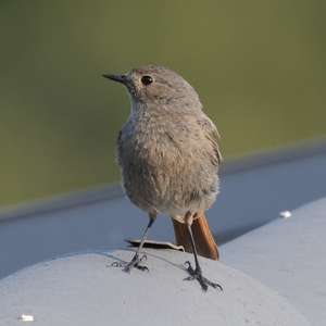 Black Redstart