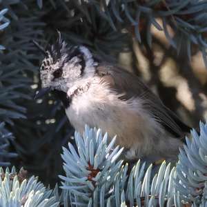 Crested Tit