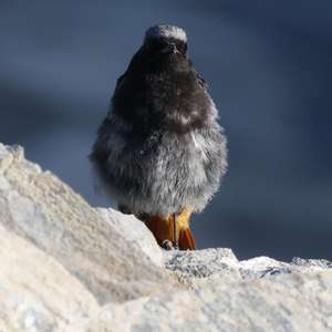 Black Redstart