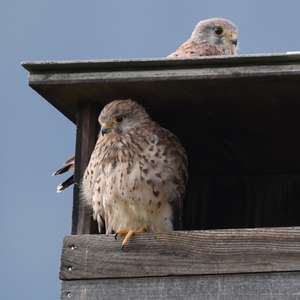 Common Kestrel