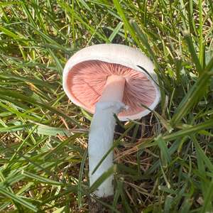 Meadow Agaric