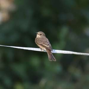 European Pied Flycatcher