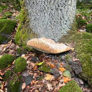 Tropfender Eichen-Schillerporling