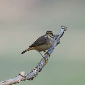 Bluethroat