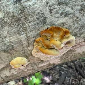 Coriolopsis trogii